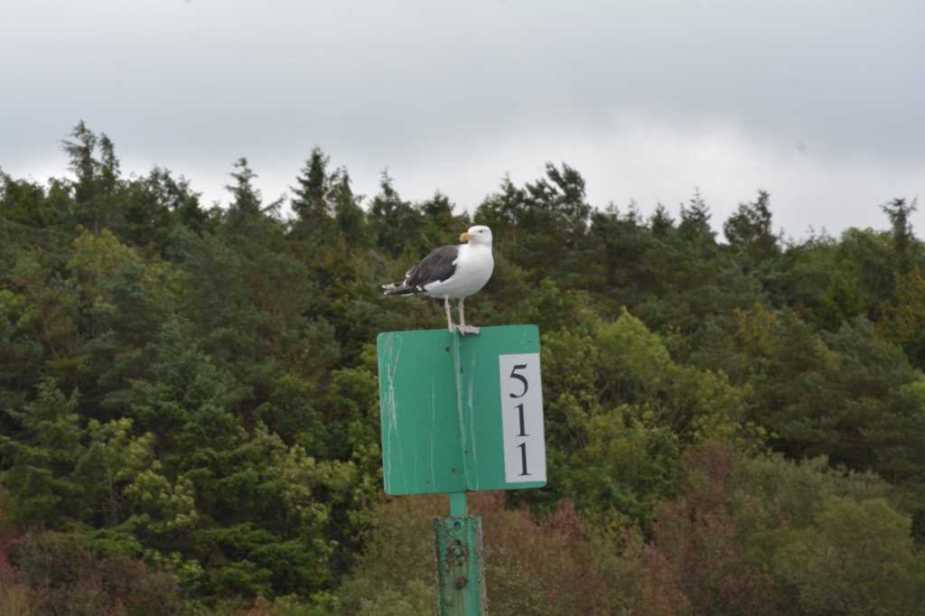 DSC_6274Mittel_.JPG
